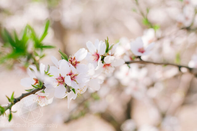 GUNNSHOTPHOTOGRAPHY-BlossomTree_-177 (1).jpg