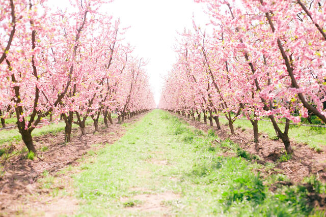 Pink blossoms on Blossom trail in central valley, california
