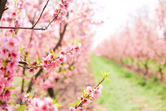 Pink Blossoms in peach orchard.