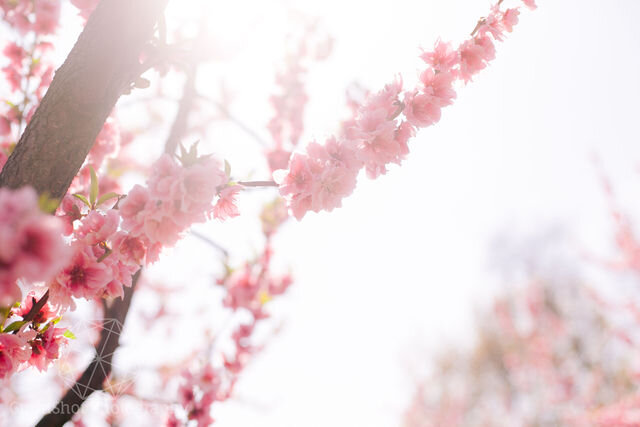GUNNSHOTPHOTOGRAPHY-BlossomTree_-185.jpg